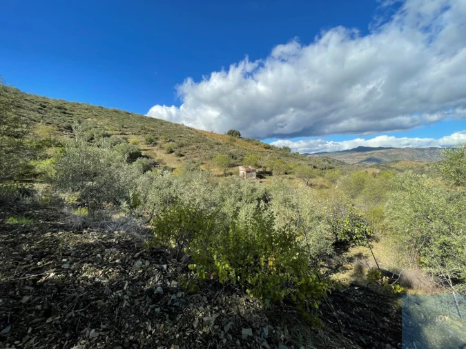 Terreno Agricola ou Rústico para Venda em Vila Nova de Foz Côa Foto 19