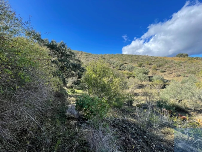 Terreno Agricola ou Rústico para Venda em Vila Nova de Foz Côa Foto 20