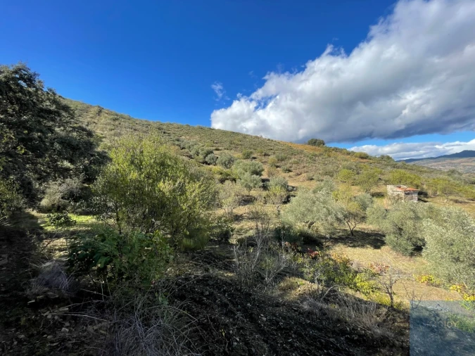 Terreno Agricola ou Rústico para Venda em Vila Nova de Foz Côa Foto 21