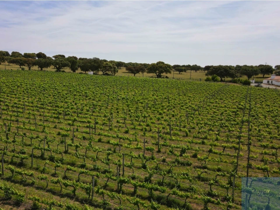 Quinta T4 para Venda em Avis Foto 39