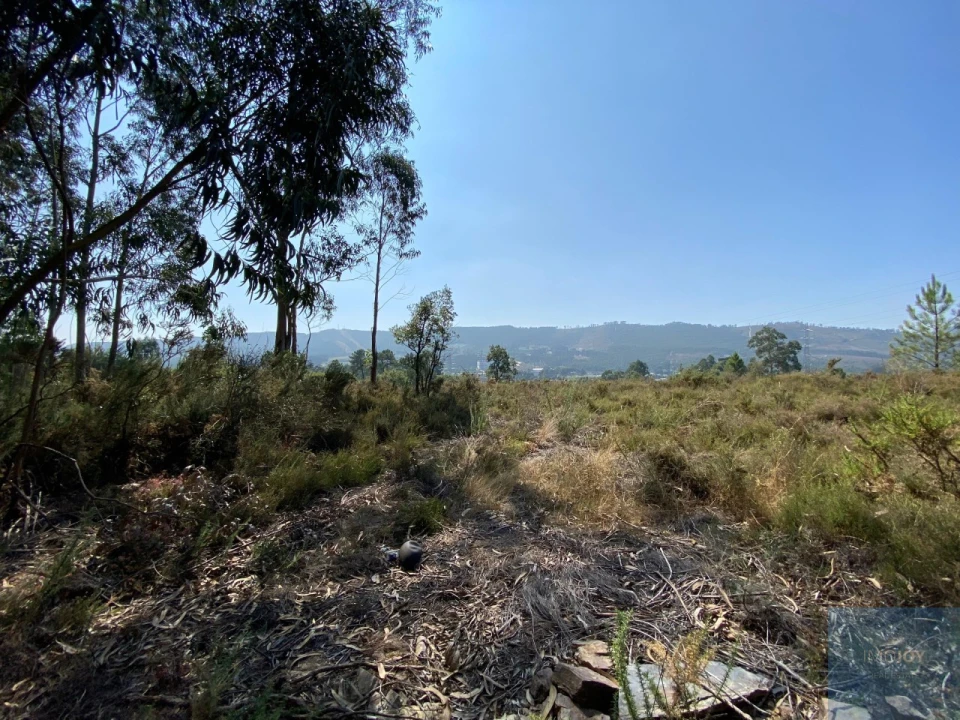 Terreno para Venda em Campo e Sobrado Foto 11