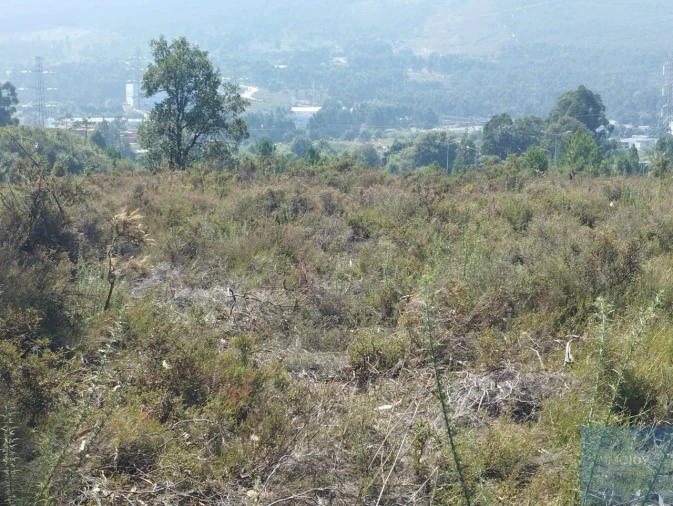 Terreno para Venda em Campo e Sobrado Foto 3