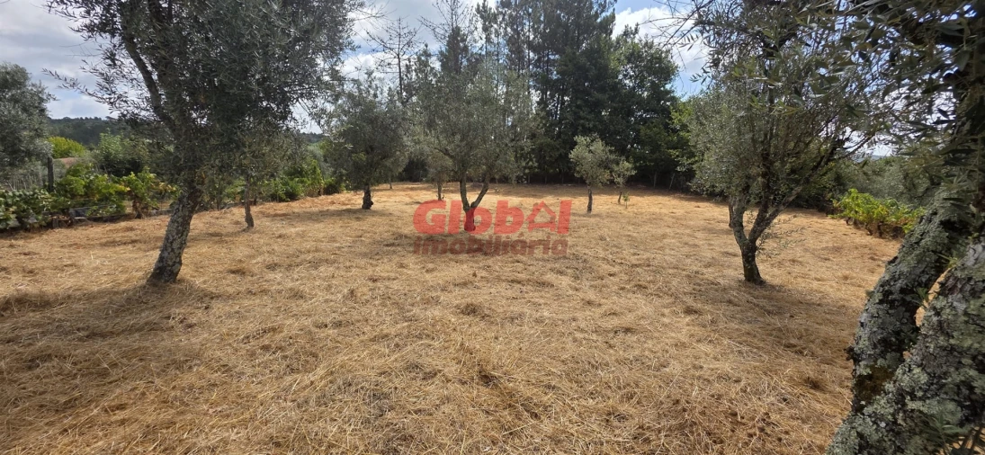Terreno para Venda em Santos Evos