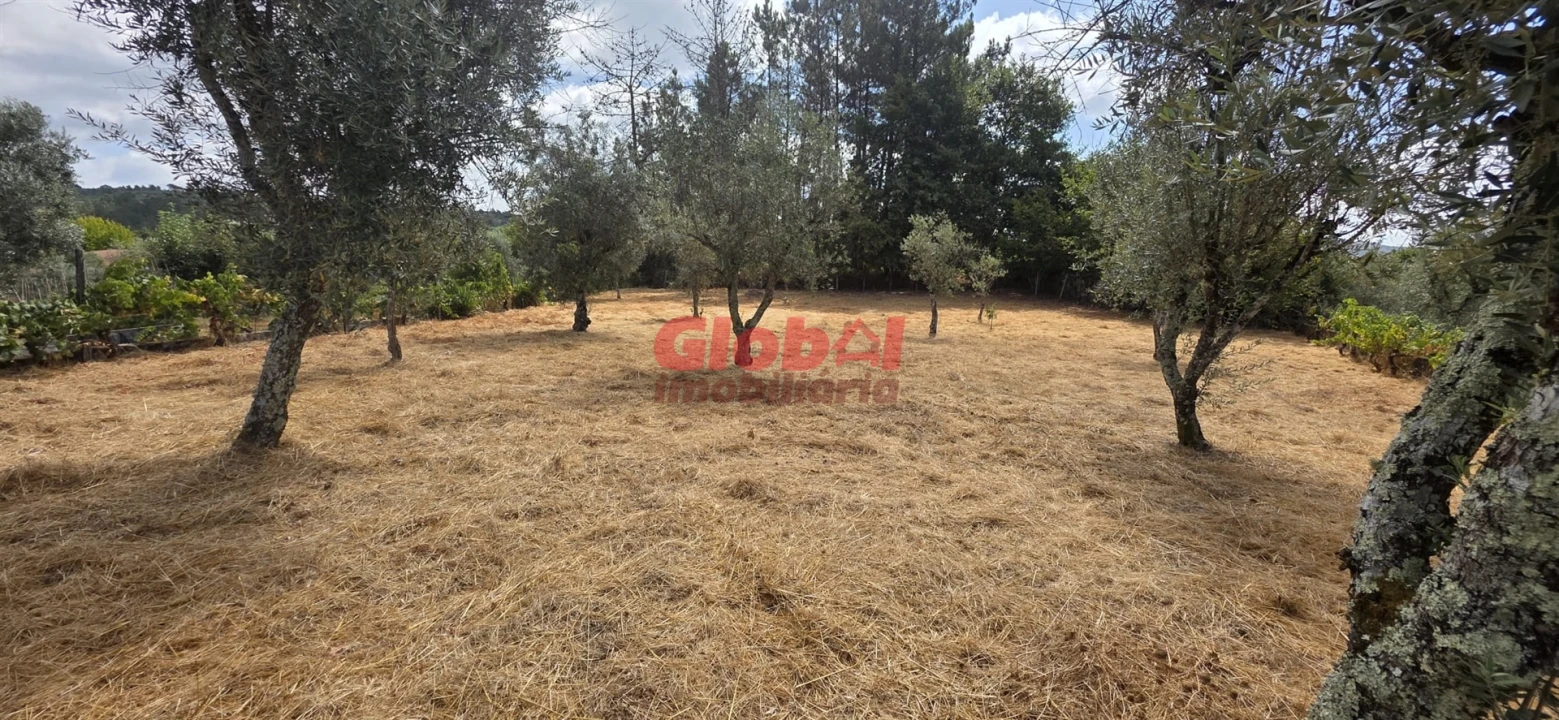 Terreno para Venda em Santos Evos Foto 1