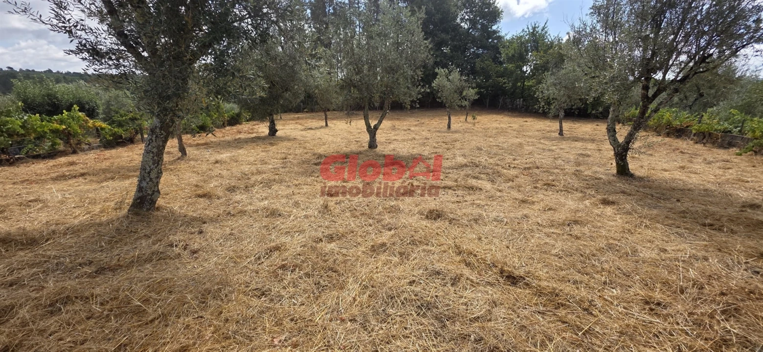 Terreno para Venda em Santos Evos Foto 2