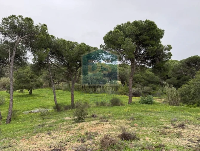 Terreno Agricola ou Rústico para Venda em Almancil Foto 6