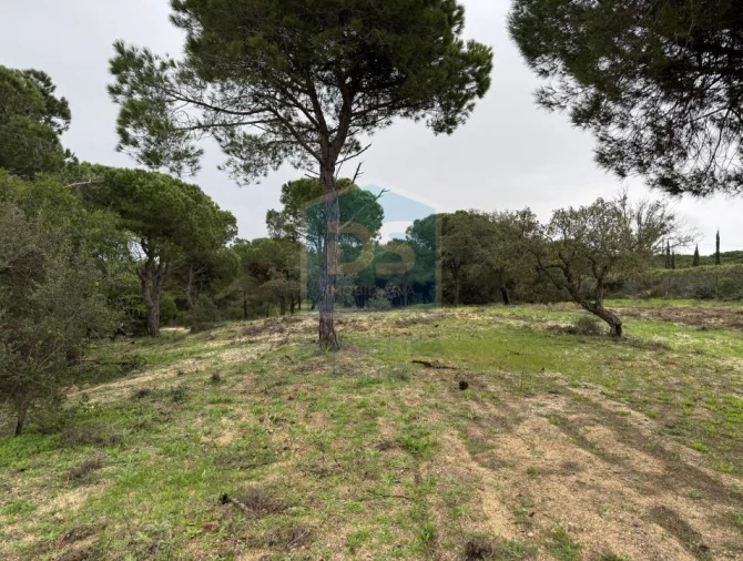 Terreno Agricola ou Rústico para Venda em Almancil Foto 10