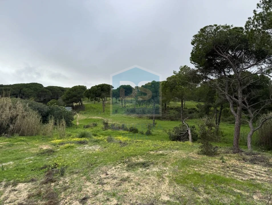 Terreno Agricola ou Rústico para Venda em Almancil Foto 8