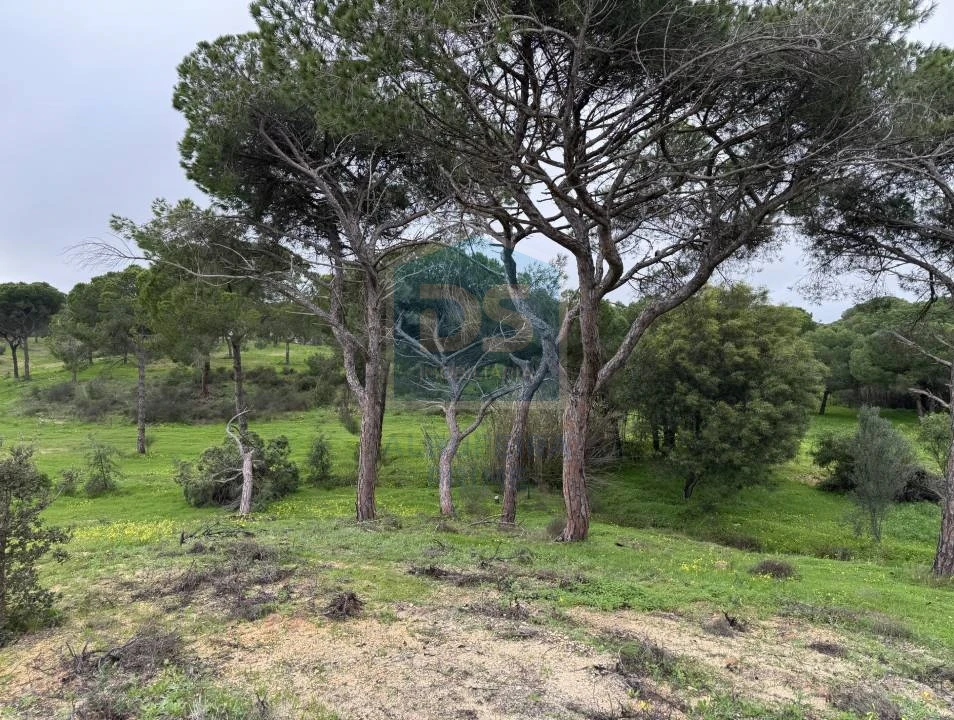 Terreno Agricola ou Rústico para Venda em Almancil Foto 4