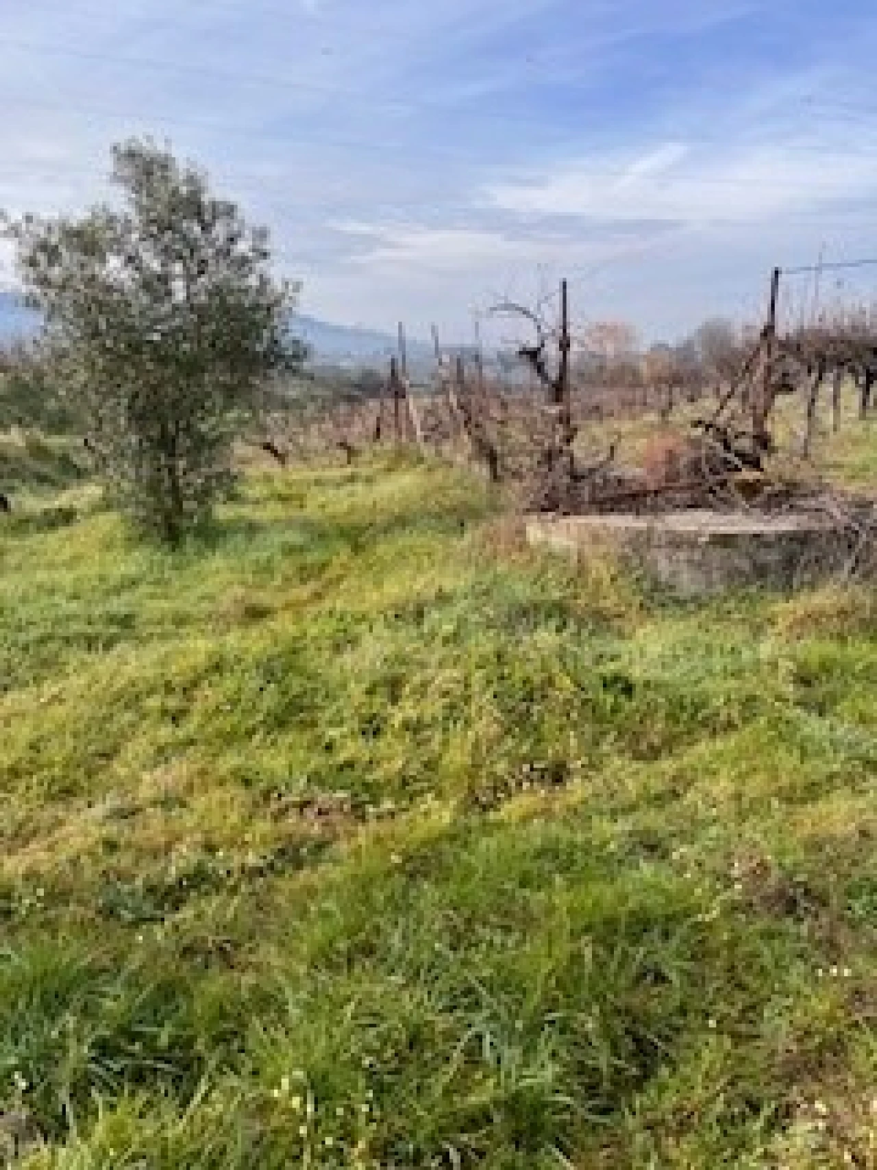 Terreno Agricola ou Rústico para Venda em Ferro Foto 3
