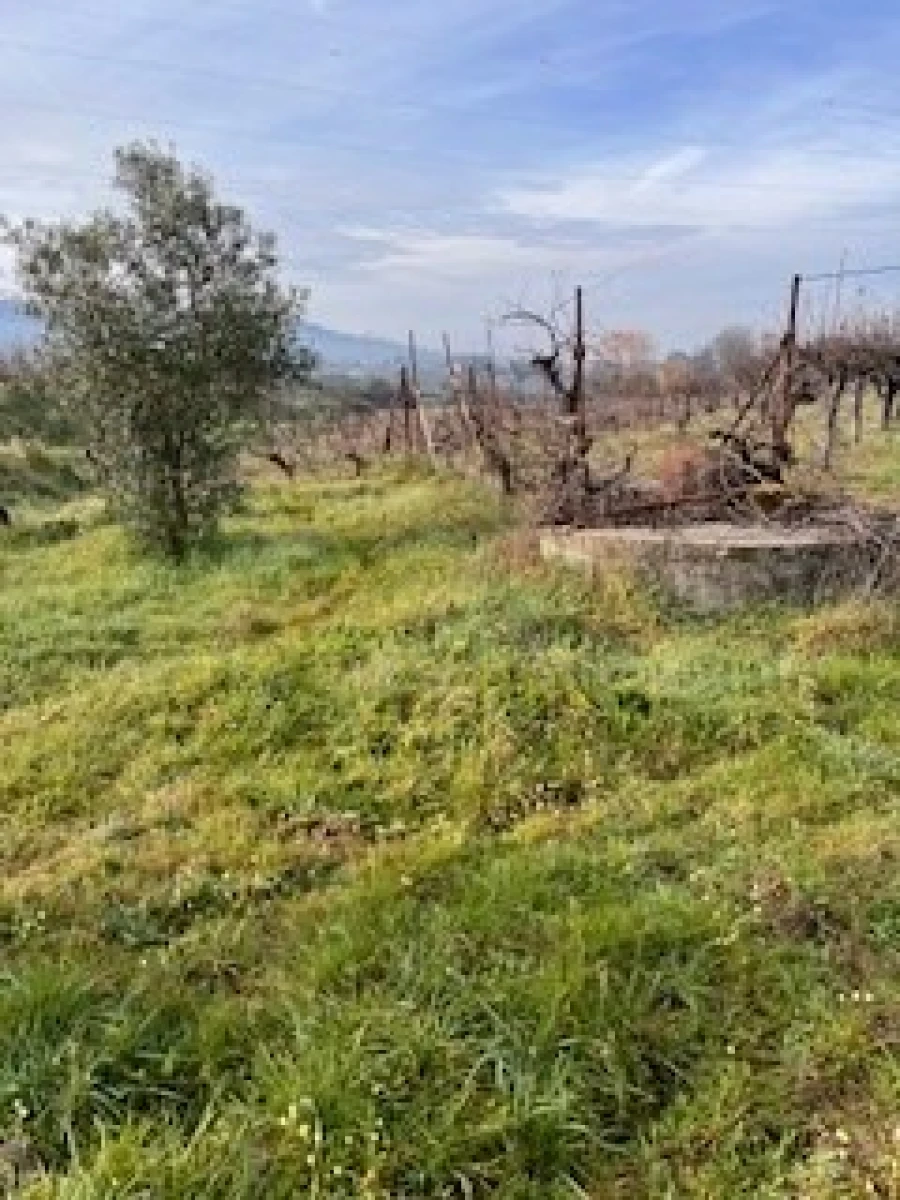 Terreno Agricola ou Rústico para Venda em Ferro Foto 3