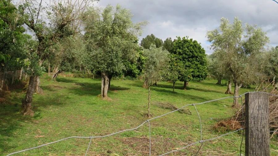 Terreno para Venda em Cabeçudo