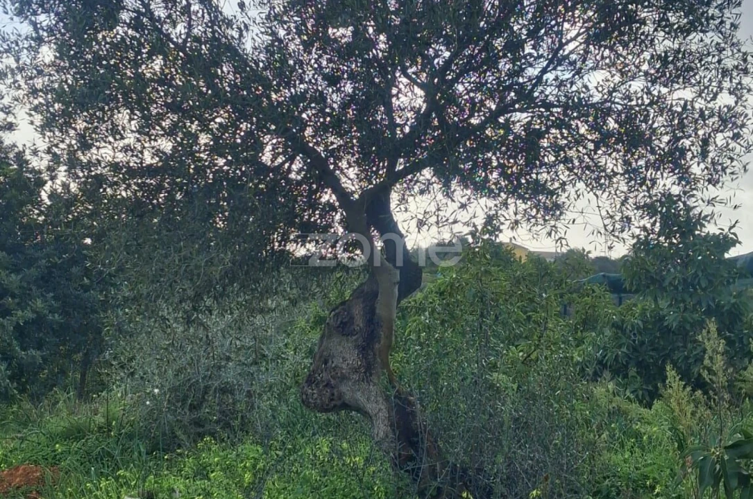 Terreno para Venda em Silves Foto 10