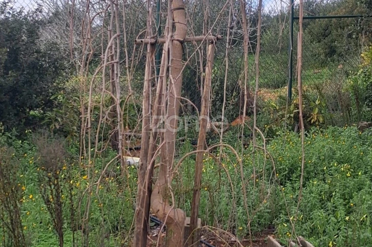 Terreno para Venda em Silves Foto 26