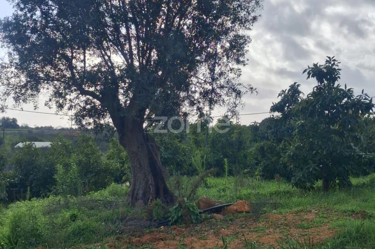 Terreno para Venda em Silves Foto 13