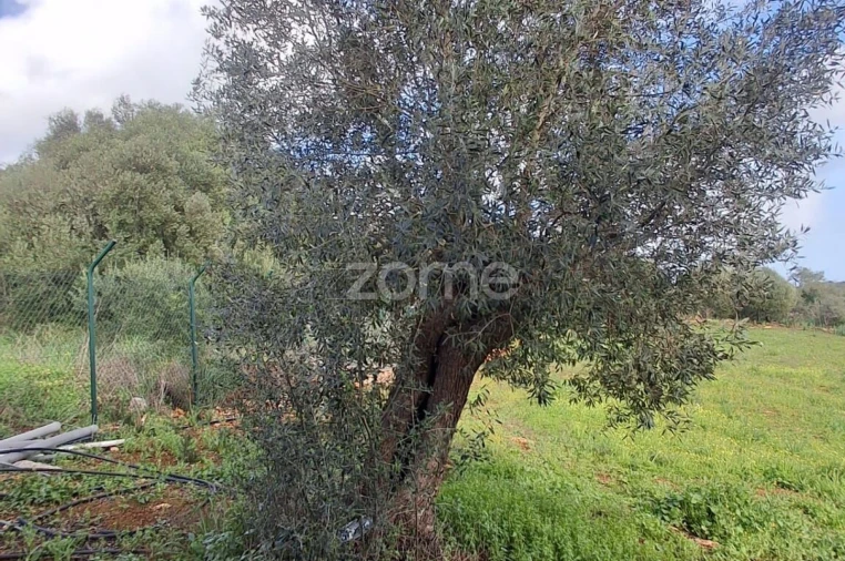 Terreno para Venda em Silves Foto 16