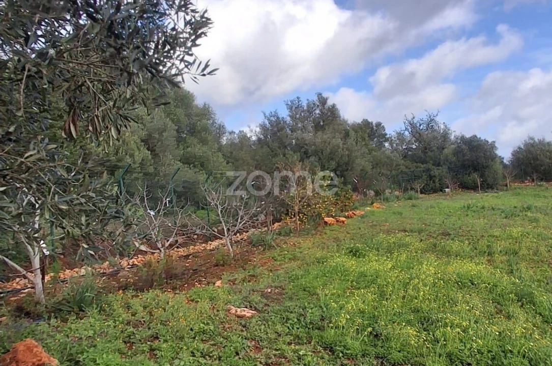 Terreno para Venda em Silves Foto 14