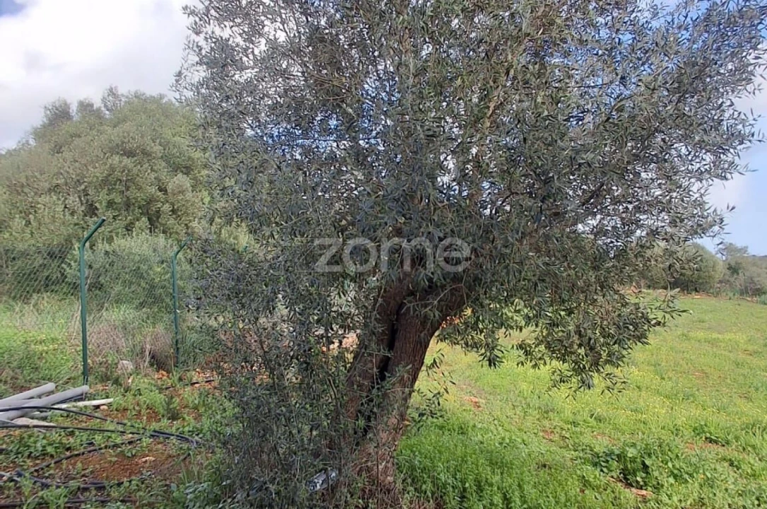 Terreno para Venda em Silves Foto 16