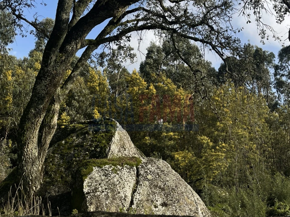 Terreno para Venda em Viatodos, Grimancelos, Minhotães, Monte Fralães Foto 25