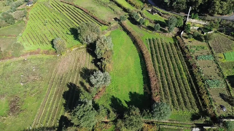 Terreno Agricola ou Rústico para Venda em Bárrio e Cepões Foto 3