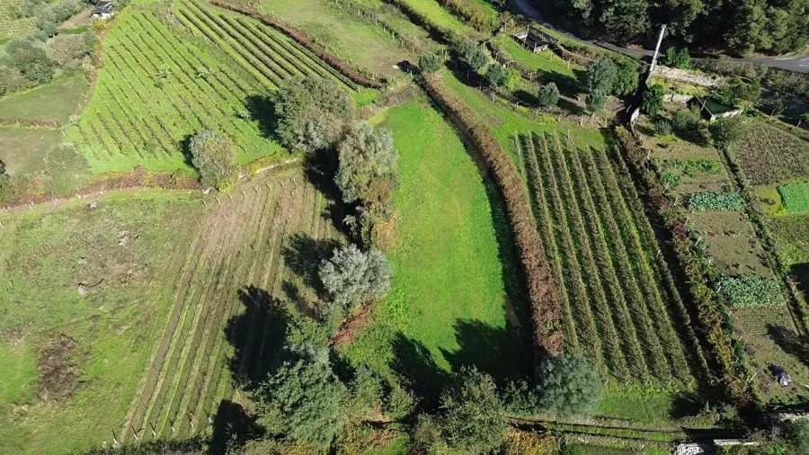 Terreno Agricola ou Rústico para Venda em Bárrio e Cepões Foto 6