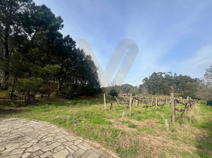 Quinta T5 para Venda em Santa Comba Foto 18