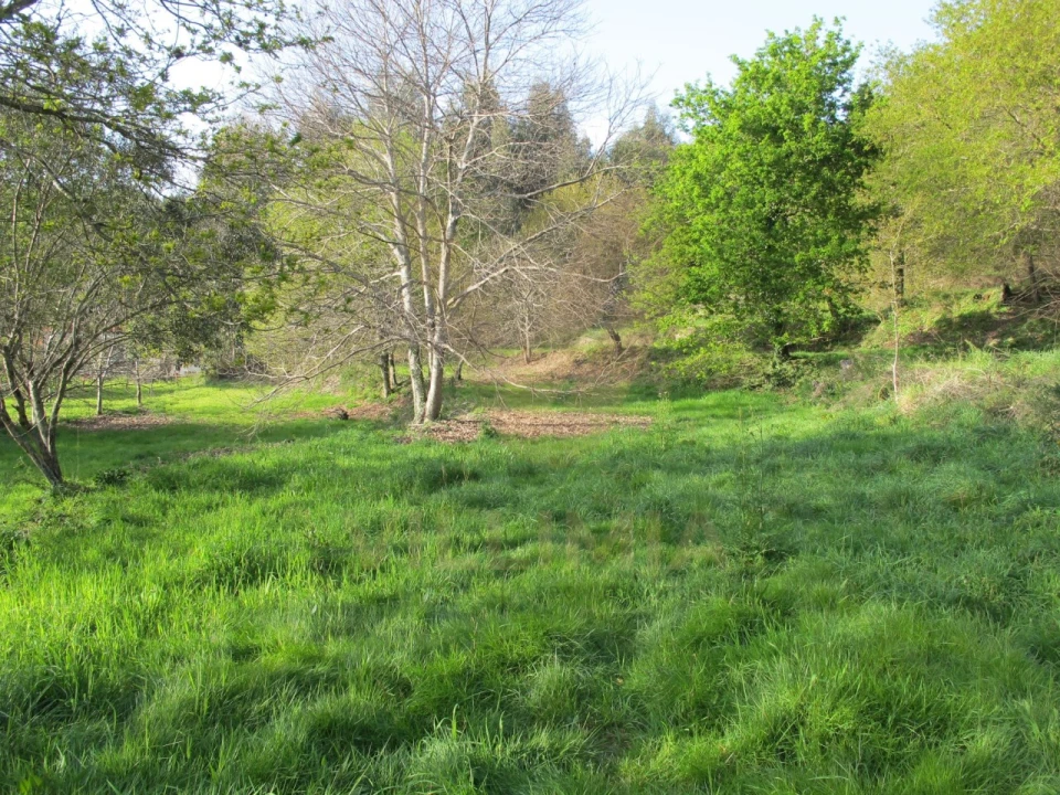 Quinta para Venda em Nogueira, Meixedo e Vilar de Murteda Foto 19