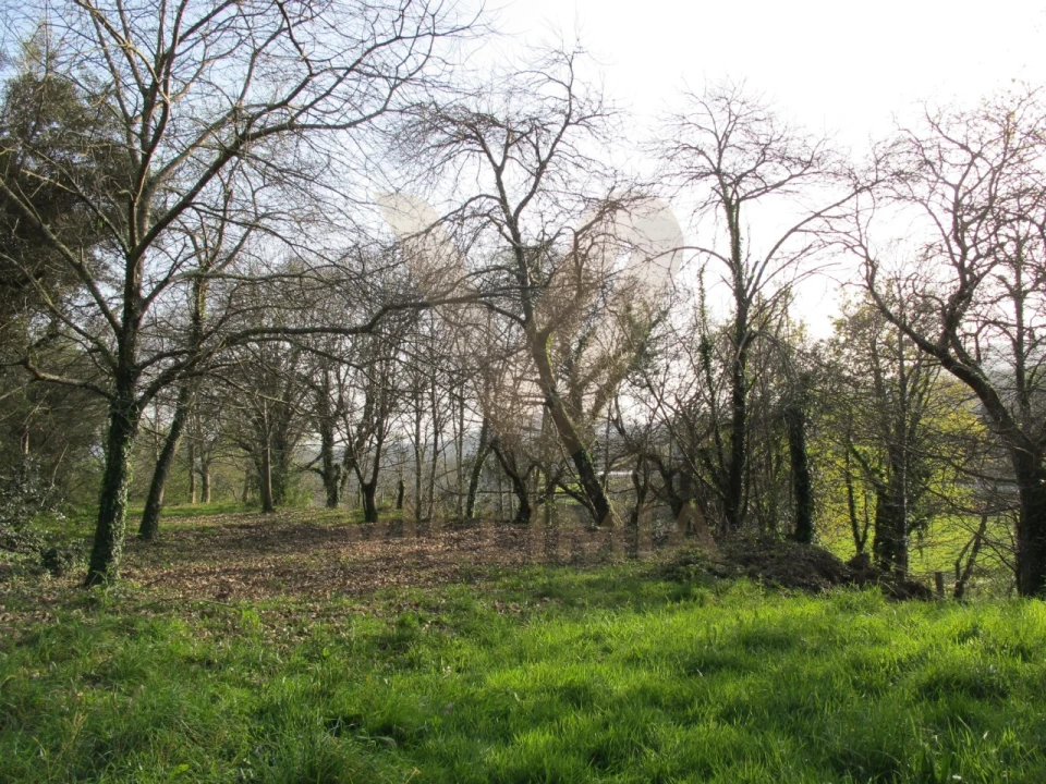 Quinta para Venda em Nogueira, Meixedo e Vilar de Murteda Foto 20