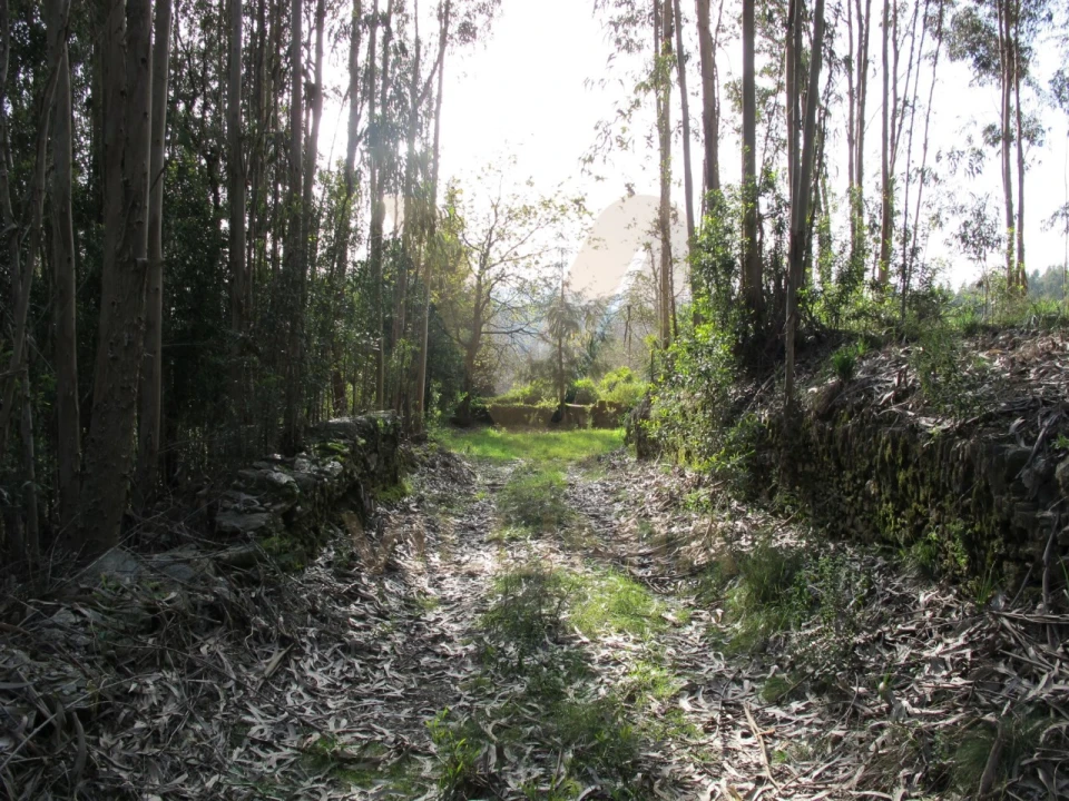 Quinta para Venda em Nogueira, Meixedo e Vilar de Murteda Foto 22