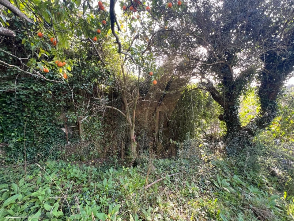 Quinta para Venda em Nogueira, Meixedo e Vilar de Murteda Foto 24