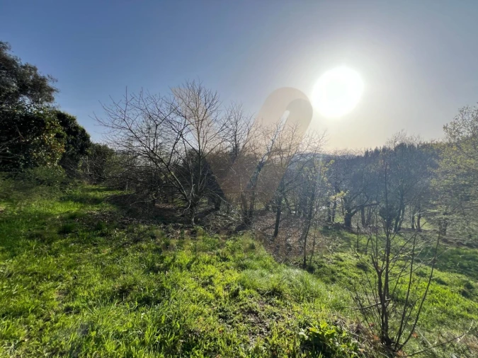 Quinta para Venda em Nogueira, Meixedo e Vilar de Murteda Foto 23
