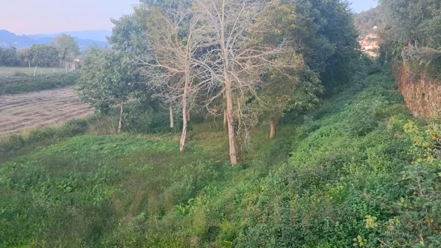 Terreno Agricola ou Rústico para Venda em Gandra