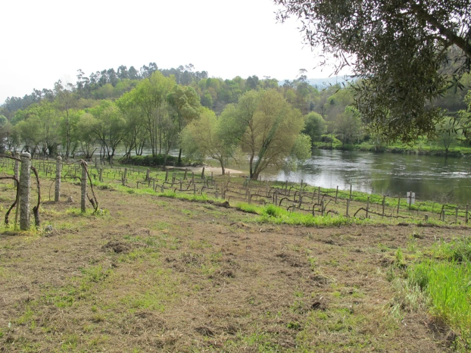 Terreno para Venda em Távora (Santa Maria e São Vicente) Foto 5
