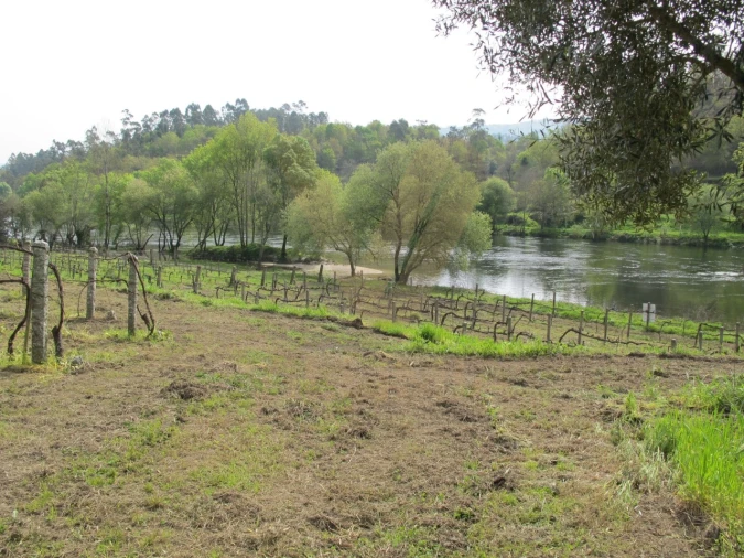 Terreno para Venda em Távora (Santa Maria e São Vicente) Foto 5
