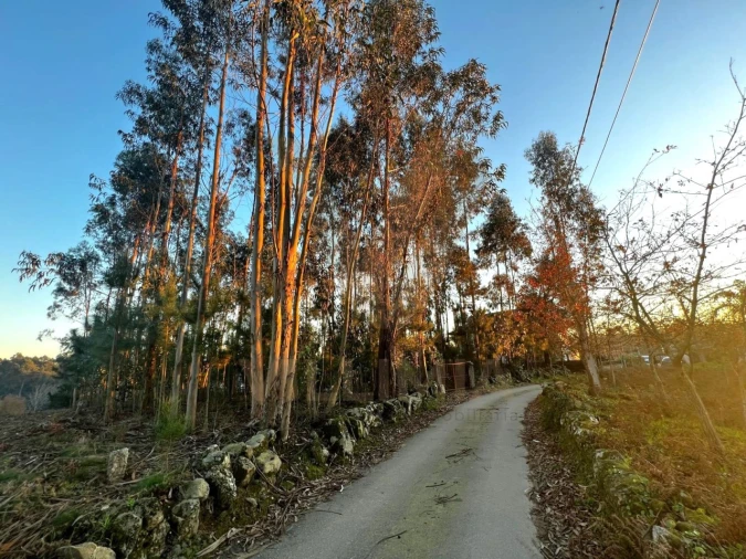 Terreno para Venda em Friastelas Foto 8