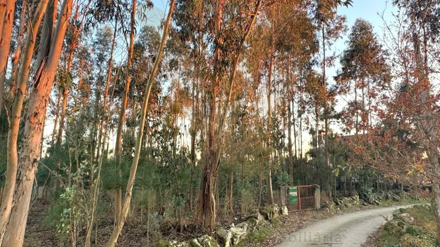 Terreno para Venda em Friastelas