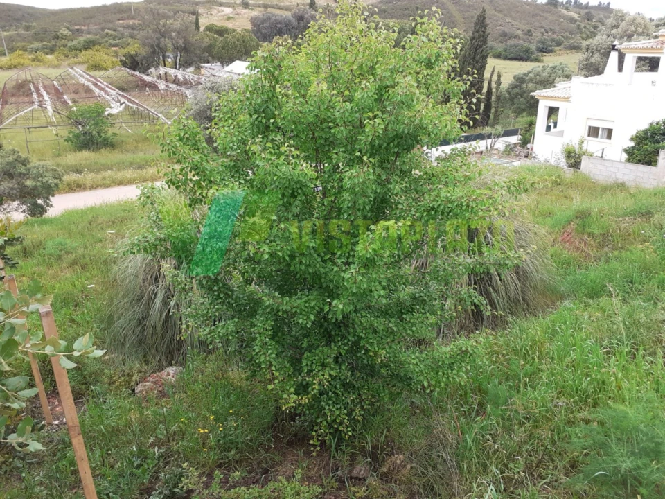 Terreno para Venda em Mexilhoeira Grande Foto 11