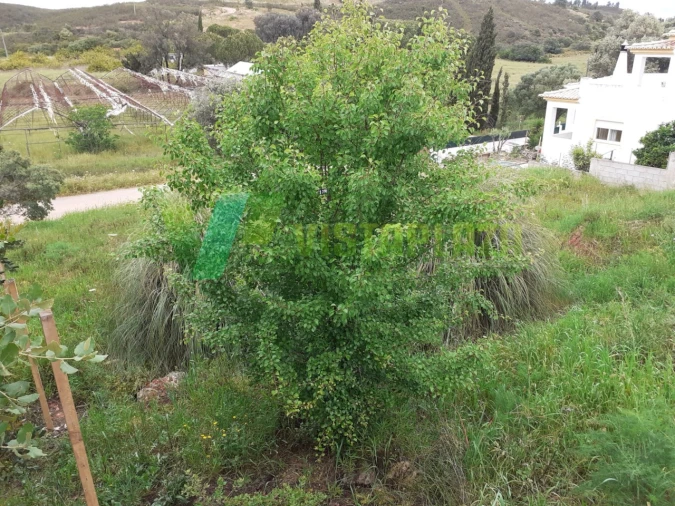 Terreno para Venda em Mexilhoeira Grande Foto 11