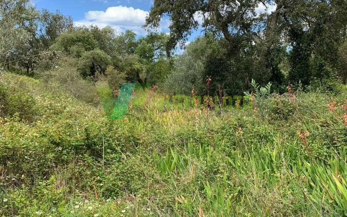 Terreno Misto para Venda em São Teotónio Foto 11