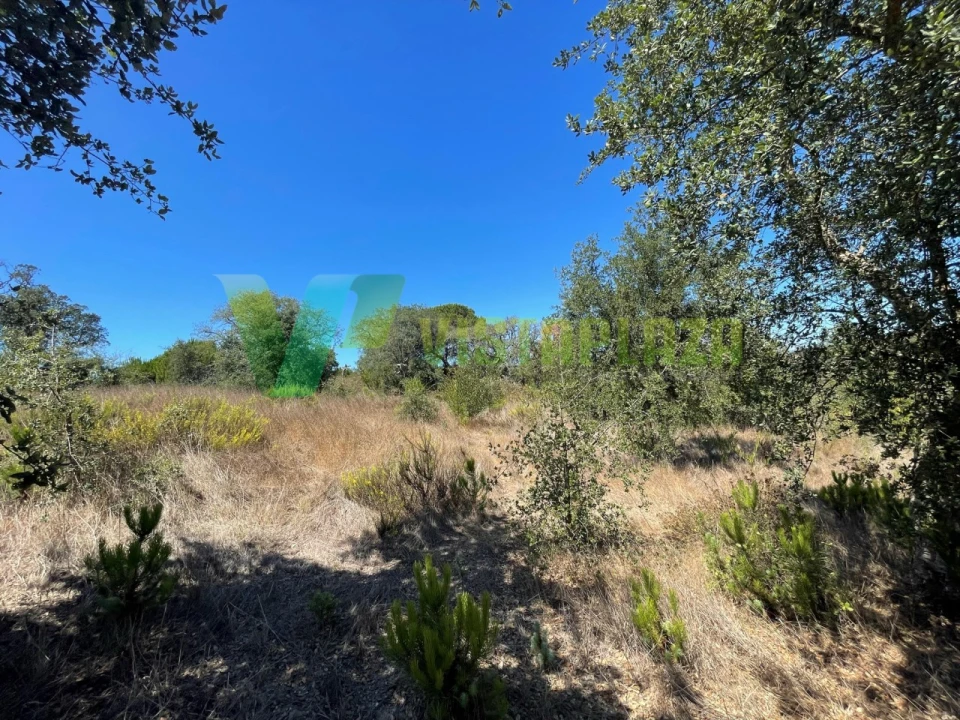 Terreno Misto para Venda em São Teotónio Foto 25