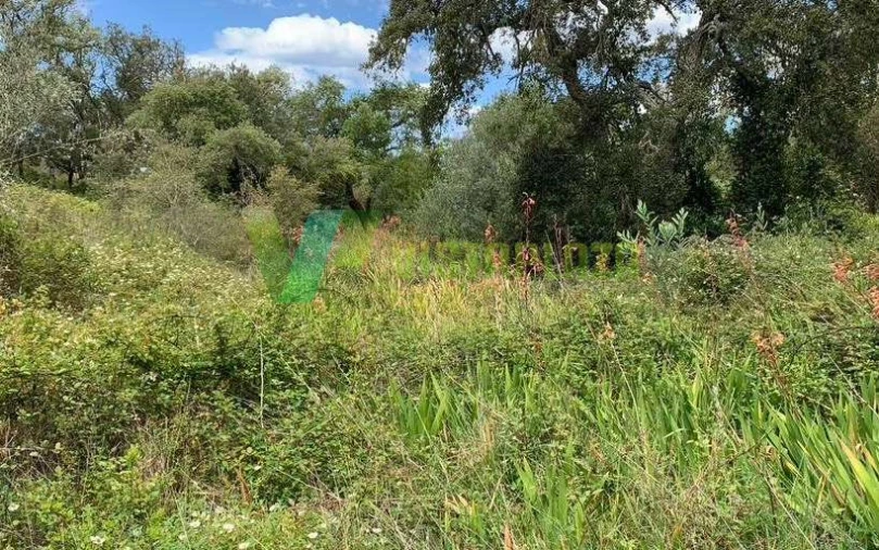 Terreno Misto para Venda em São Teotónio Foto 12