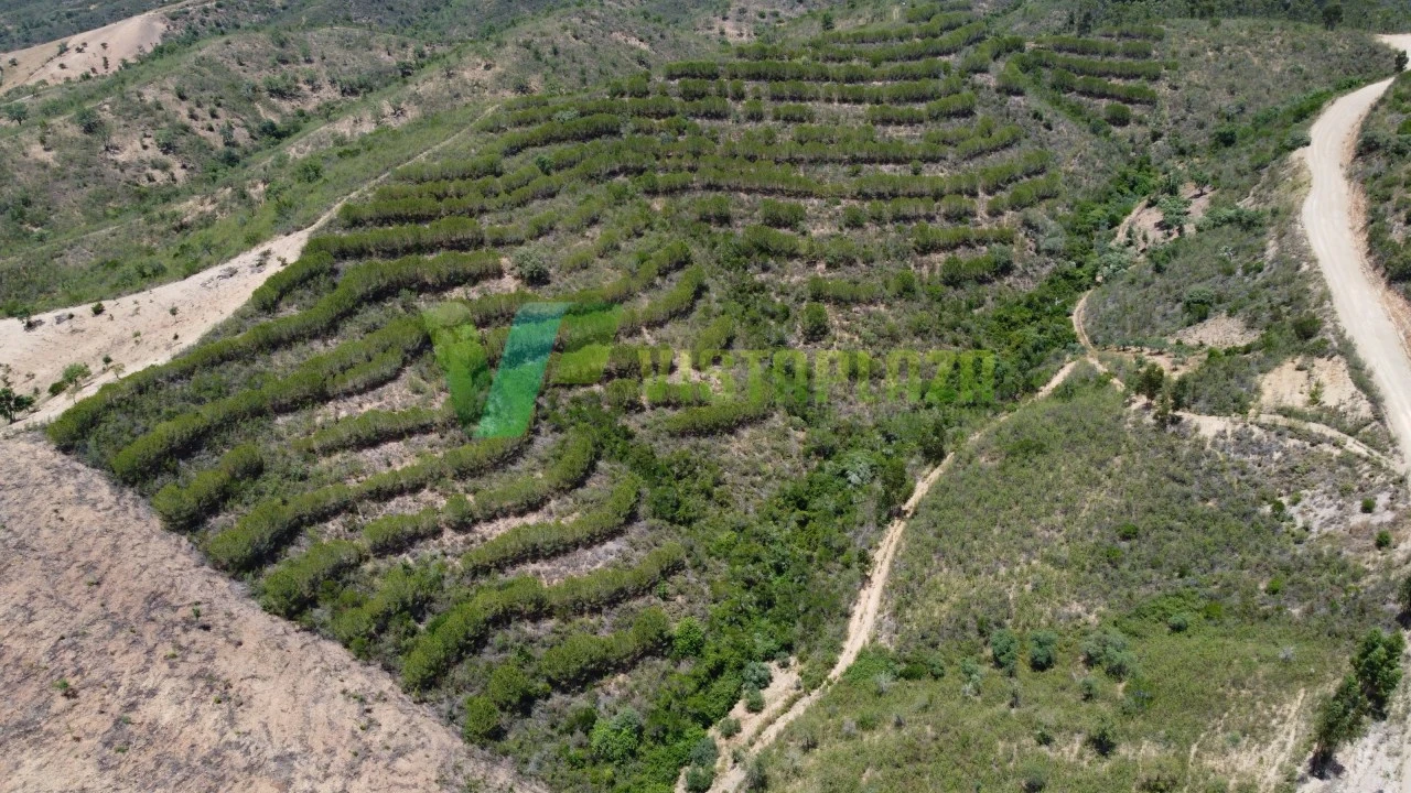 Terreno Agricola ou Rústico para Venda em São Bartolomeu de Messines Foto 11