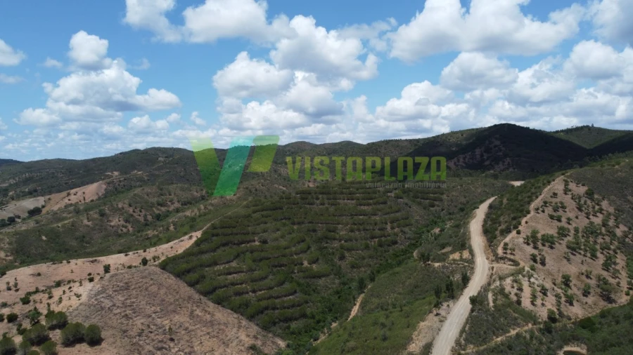 Terreno Agricola ou Rústico para Venda em São Bartolomeu de Messines Foto 5