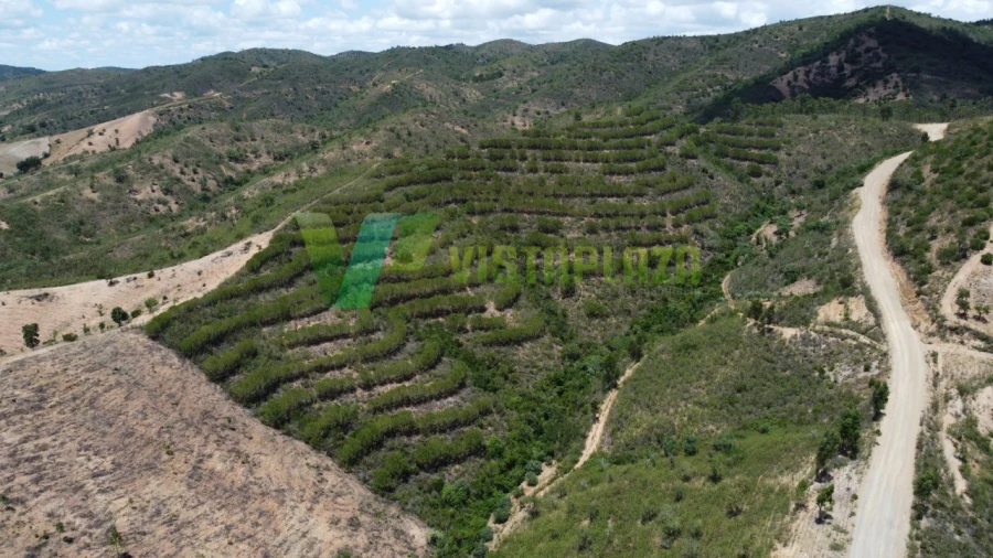 Terreno Agricola ou Rústico para Venda em São Bartolomeu de Messines Foto 14