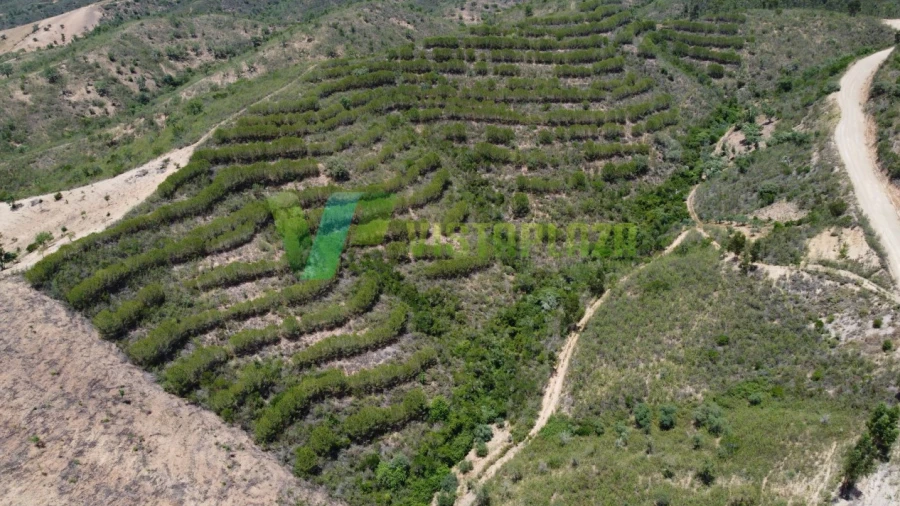 Terreno Agricola ou Rústico para Venda em São Bartolomeu de Messines