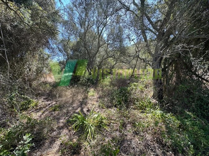 Terreno Agricola ou Rústico para Venda em São Bartolomeu de Messines Foto 2