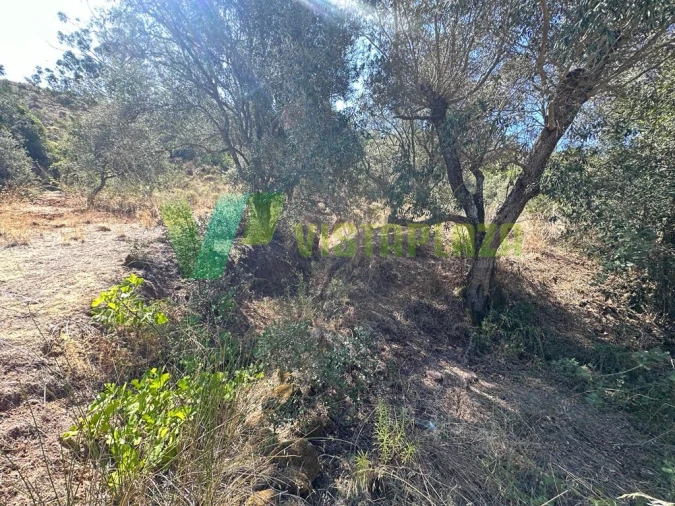 Terreno Agricola ou Rústico para Venda em São Bartolomeu de Messines Foto 6