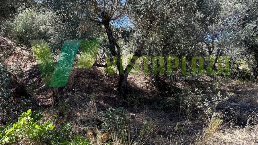 Terreno Agricola ou Rústico para Venda em São Bartolomeu de Messines