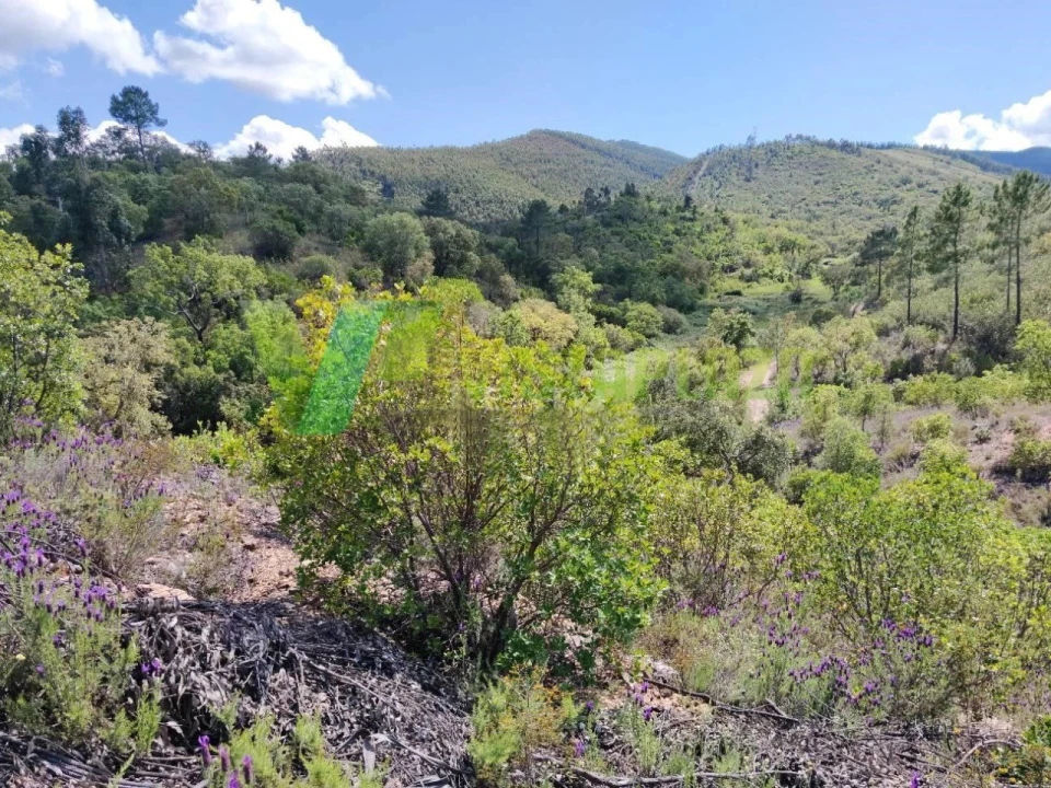 Terreno Agricola ou Rústico para Venda em Saboia Foto 4