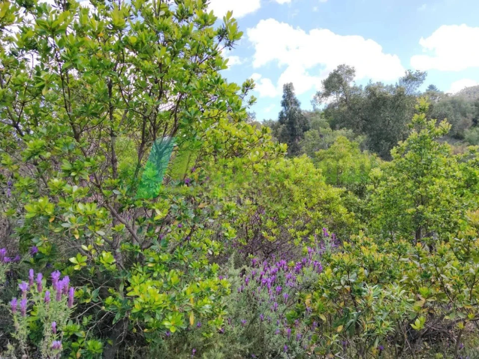 Terreno Agricola ou Rústico para Venda em Saboia Foto 6